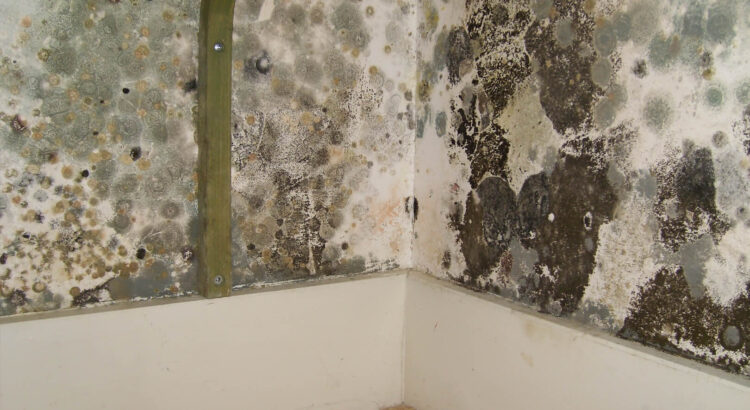 mold removal